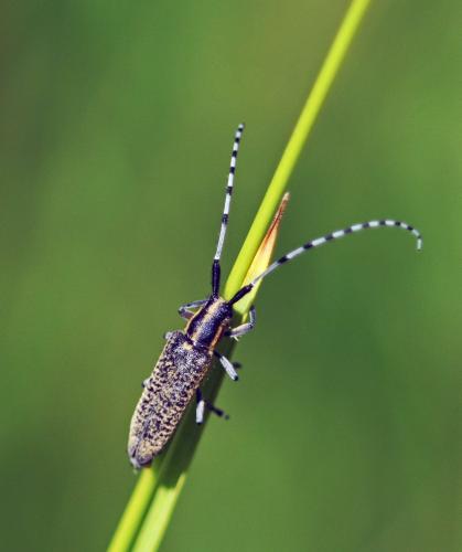 Agapanthia villosoviridescens